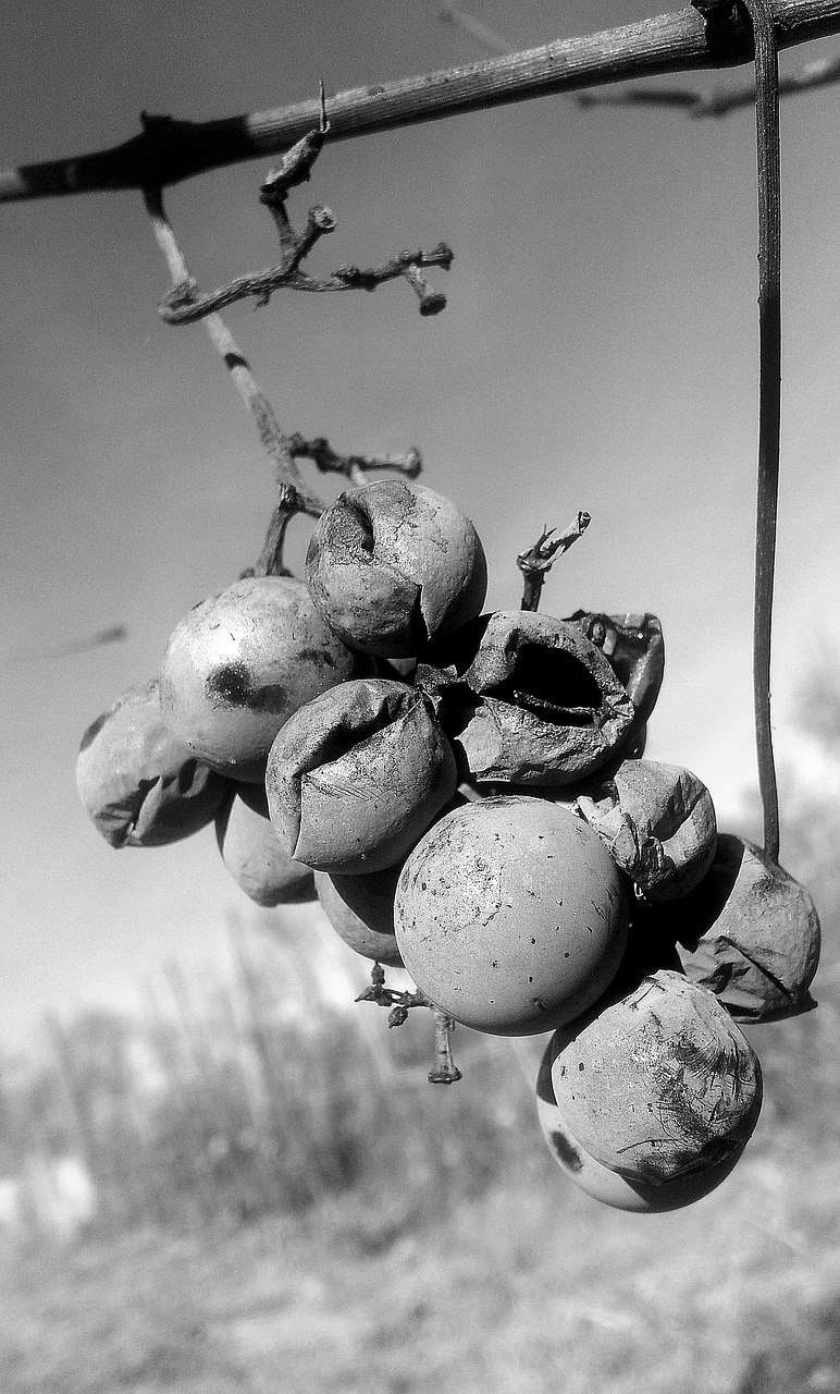 怀孕梦见屎是代妈借卵生的男孩吗(怀孕了梦见屎是什么意思) 怀孕梦见屎是代妈借卵生的男孩吗(怀孕了梦见屎是什么意思)